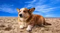 Keen to take your pet on a vacation via air or train? Planning is key when travelling with a companion animal in India. Air travel rules vary greatly between