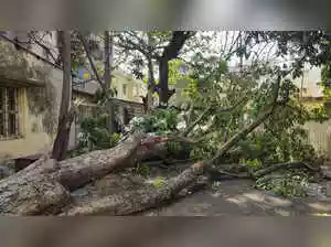 Mumbai's Brihanmumbai Municipal Corporation will start a citywide tree census next week. This exercise, the first in eight years, will take about 1