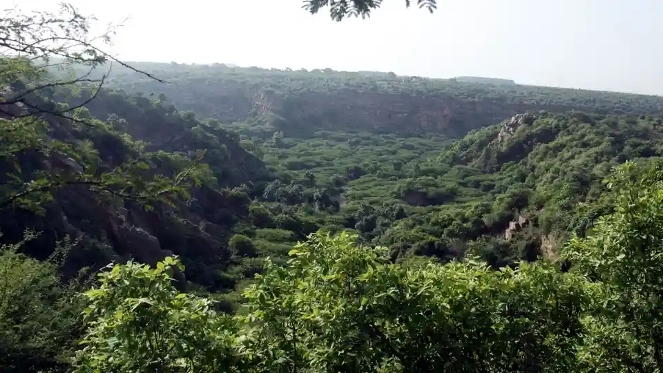 Tribals in MP’s Dindori collect borer beetles to protect forests