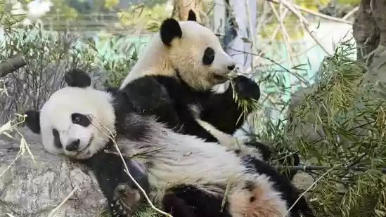 Japan may have to be without its much-loved pandas for the first time since 1972 as the two fluffy bears could be sent back to China due to the aggravation of