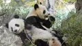 Japan may have to be without its much-loved pandas for the first time since 1972 as the two fluffy bears could be sent back to China due to the aggravation of