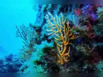 A historic global treaty safeguarding high seas biodiversity is now in effect. This legally binding framework aims to combat overfishing and protect 30% of the