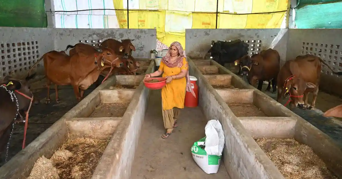 Jagdish Agrahari, a resident of Sultanpur in Ayodhya district, Uttar Pradesh, started rearing cattle in August 2025 and selling milk to supplement his income