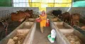 Jagdish Agrahari, a resident of Sultanpur in Ayodhya district, Uttar Pradesh, started rearing cattle in August 2025 and selling milk to supplement his income