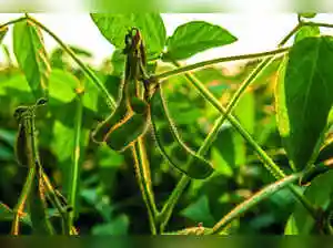 US soybean farmers face deep concern as China has halted purchases in retaliation for US tariffs, jeopardizing their businesses. Beijing's boycott, imposing up to 34% tariffs, makes US soybeans uncompetitive, leaving farmers fretting over their top export. Aid is being considered amidst stalled trade talks.