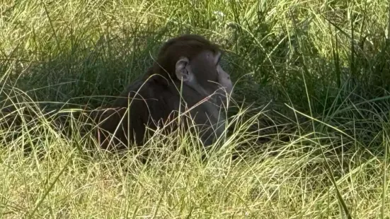 A group of potentially infected lab monkeys escaped after a vehicle crash on a main interstate highway in Mississippi, the United States. As per The Guardian
