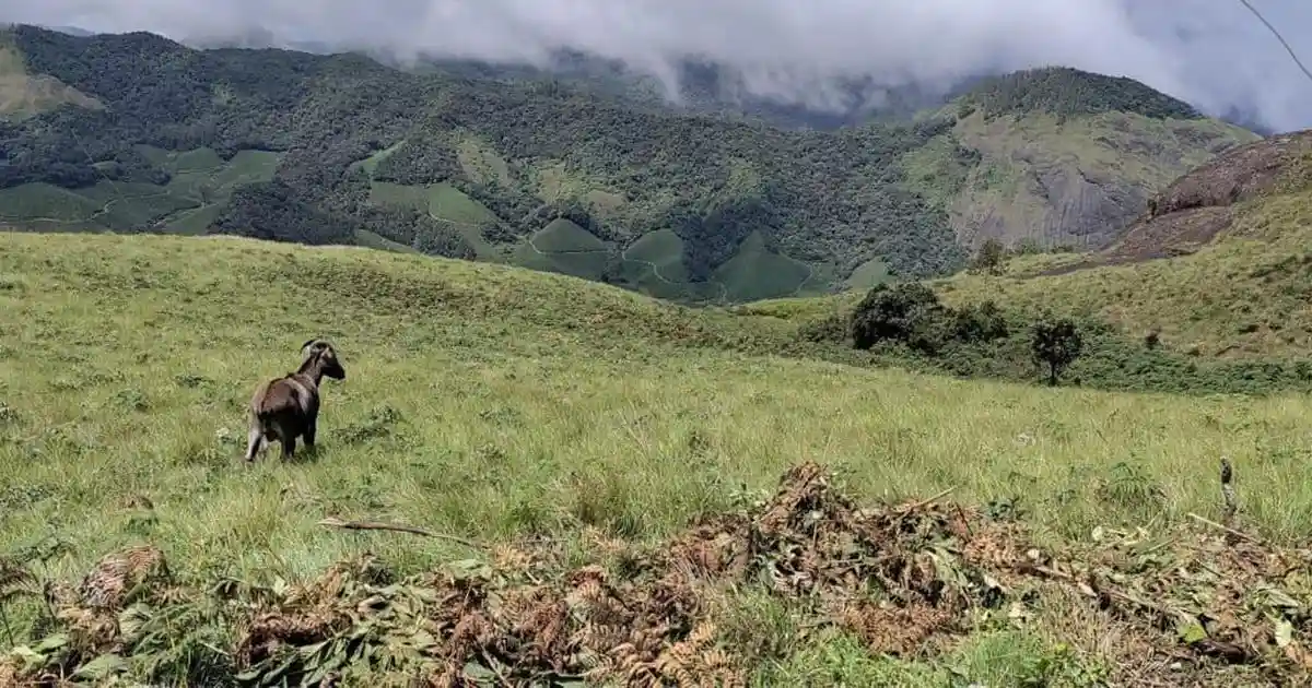 Vacant’ land to biodiversity hotspot