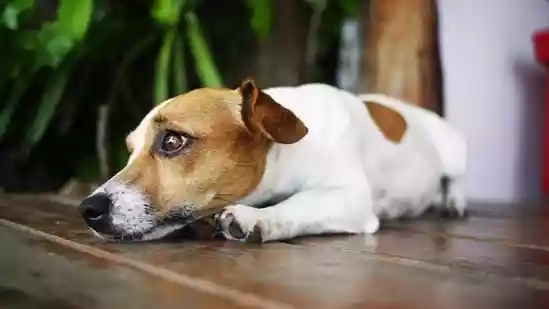 Veterinarian shares 5 tips to keep pets calm