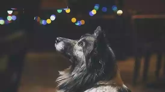 As the world prepares to ring in the New Year, a South African veterinarian is issuing a stark warning to pet owners: the celebratory fireworks we enjoy can