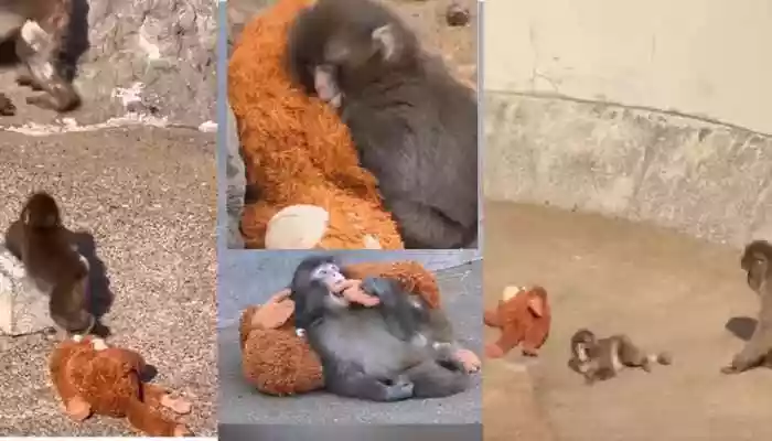 Punch Kun was reportedly abandoned by his mother, and the troop did not accept him. Videos showed that he was constantly bullied by big monkeys and ran to save