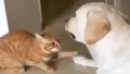 In a heart-melting viral video, a cat is seen gently touching his blind dog friend, reassuring him it's safe, highlighting a beautiful display of friendship