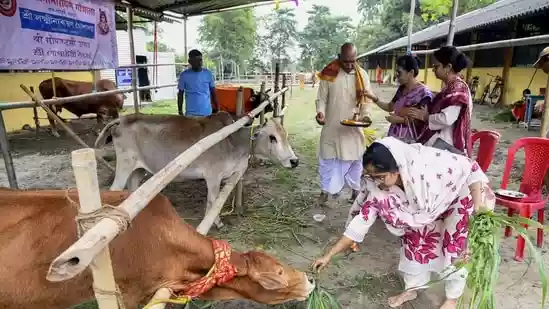 A wanted cow smuggler, identified as Siraj Jabbar Khan Ali Meo, resident of Bahin Palwal, with a reward of ₹25,000, was injured during a police encounter