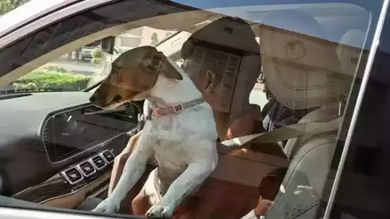 Congress MP Renuka Chowdhury is making headlines after she appeared with a dog for Day 1 of the winter session of the Parliament. This incident ignited strong