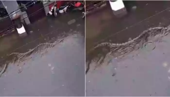 Shocking viral footage shows a massive reticulated python in Bali floodwaters as historic rains hit the island in 2026. Get the latest BMKG weather alerts for