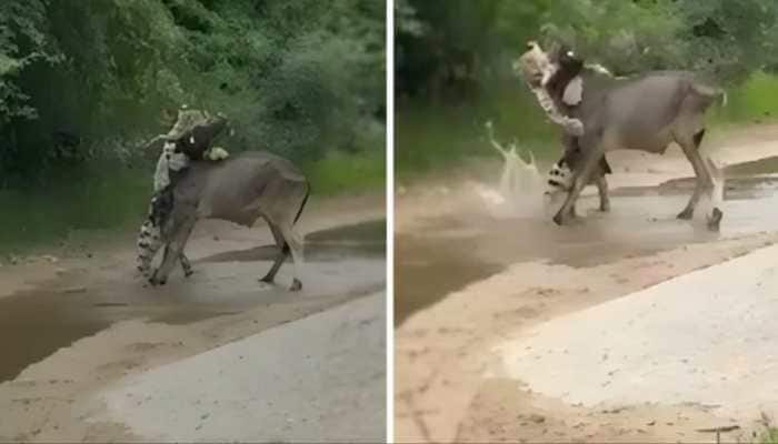 Watch the viral video of a cow bravely saving its companion from a panther attack in Rajasthan. Plus, Know about black panthers after a rare Nilgiris sighting. A heart-stopping face-off between a panther and two cows in Jawai Leopard Conservation Area of Rajasthan has turned viral, displaying a remarkable display of animal bravery and friendship. The recently popular viral video shows a chilling moment when a panther attacked a cow, trying to take it down, but its friend cow jumped into action heroically and rescued the fellow bovine.