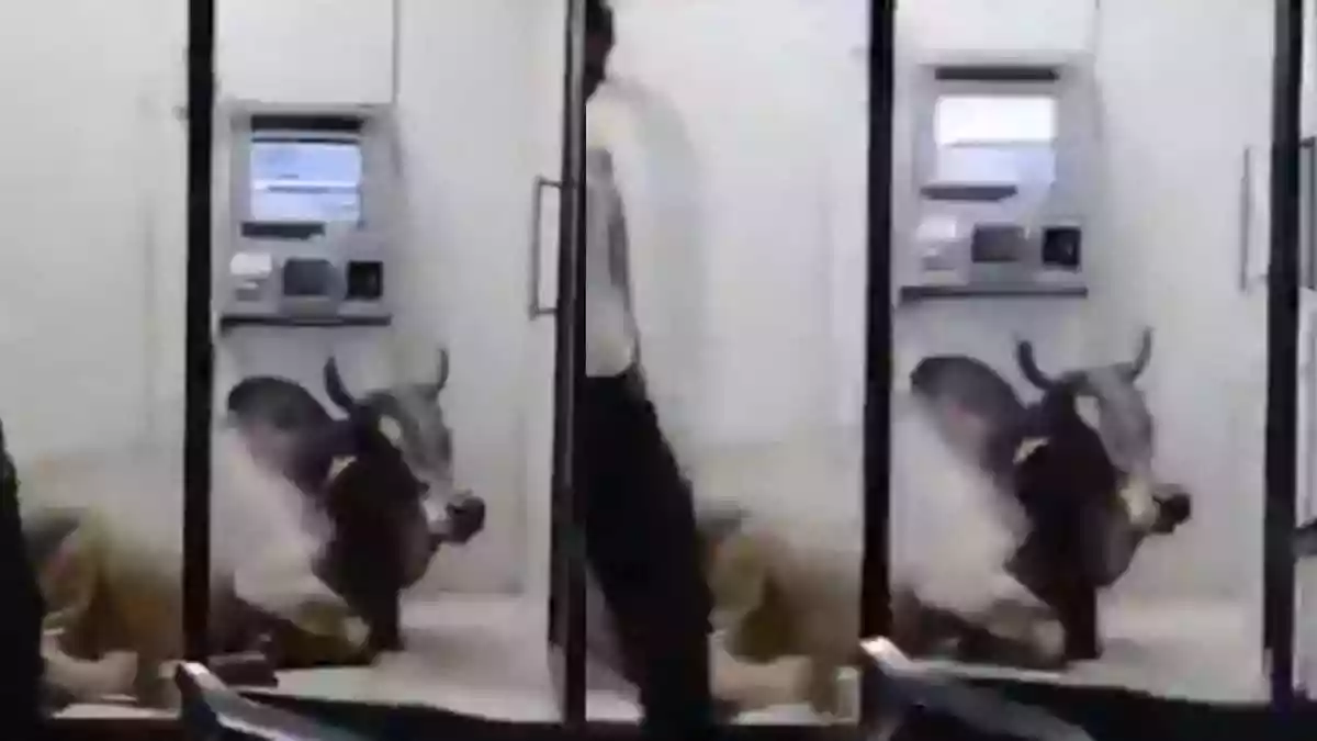 What do you do to keep yourself and your home cool during summer? Simply turn on an AC, a Cooler, or a fan, right? But what about the animals on the street who also have to deal with the same scorching heat during the summer? Sadly, there are not many options left for them to deal with the rising temperature, due to which many of them have also lost their lives.