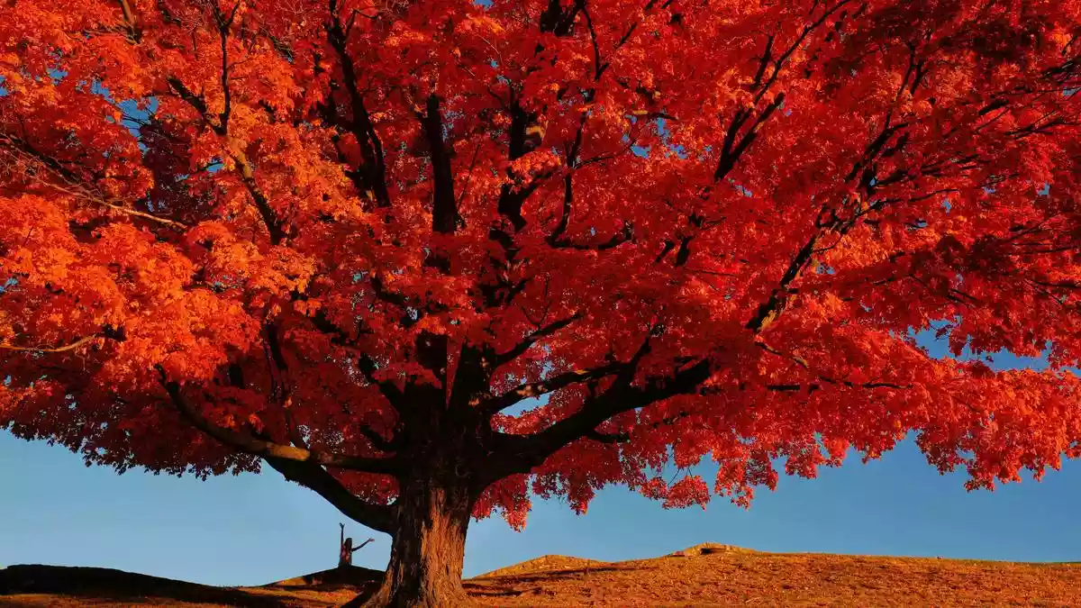 For a moment, close your eyes and imagine yourself in the fall season. The cold, chilly wind kisses your face, and the leaves begin to dance gracefully as they