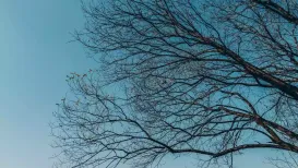 <b>A:</b> A random forest is a machine-learning method that makes predictions by combining the decisions of many simpler models called decision