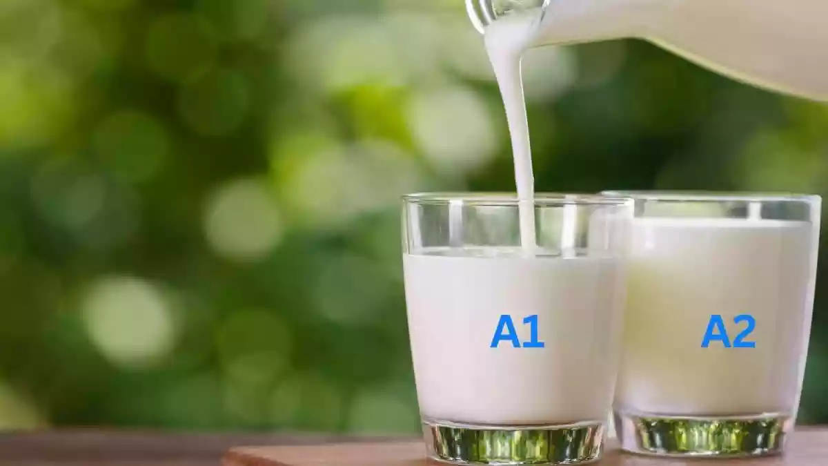Milk may look the same in your glass—but not all cows’ milk is identical. Over the past few years, A2 milk has gained popularity in India and globally