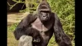 <h4>White House mocked for paying lengthy tribute to ‘legend’ Harambe, ‘This is the most insane thing…’</h4><h4>The White House is