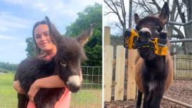 <h4>Who is Hannah Israel? Heartbroken owner speaks out after beloved donkey HeeHaw is killed by cop: ‘He was my son!’</h4><h4>Hannah