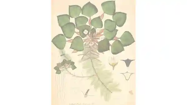 Who were the unsung artists behind colonial India’s rich botanical paintings
