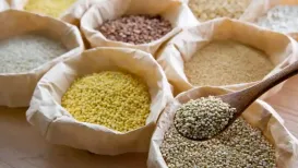 For the past few years, millets have enjoyed a remarkable glow-up. Once considered humble staples in many Indian homes, grains like bajra