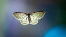 Recent research has actually suggested that this description is misleading. Many moths may not be deliberately flying towards the lights but because artificial