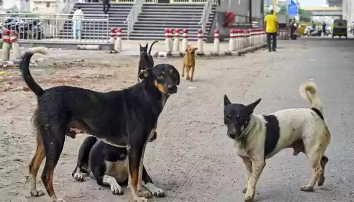 Why aren't we Monetizing real estate on street dogs