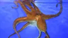 <b>A:</b> Octopuses often live solitary lives and rarely encounter mates, which means they need to be very good at recognising other octopuses if