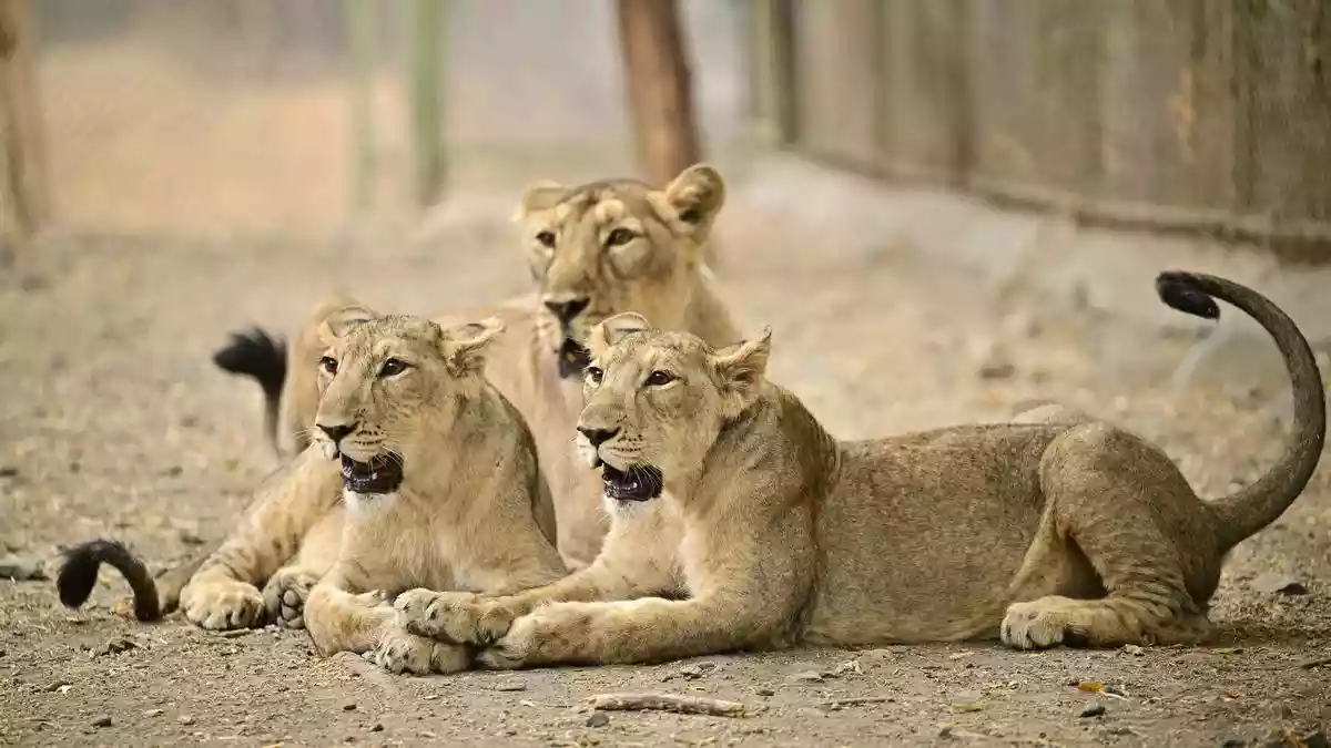 <b>A:</b> The answer is a combination of how many eggs are released or ovulated and the species’ survival strategy. Many large mammals like