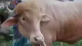 <h4>‘Donald Trump’ the buffalo won't be sacrificed on Eid al-Adha in Bangladesh, thanks to its viral fame</h4><h4>‘Donald Trump
