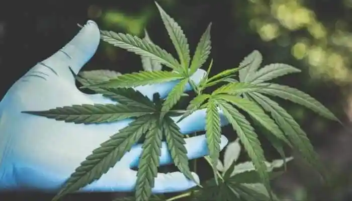 Why Growing Cannabis Plant At Home Is A Crime