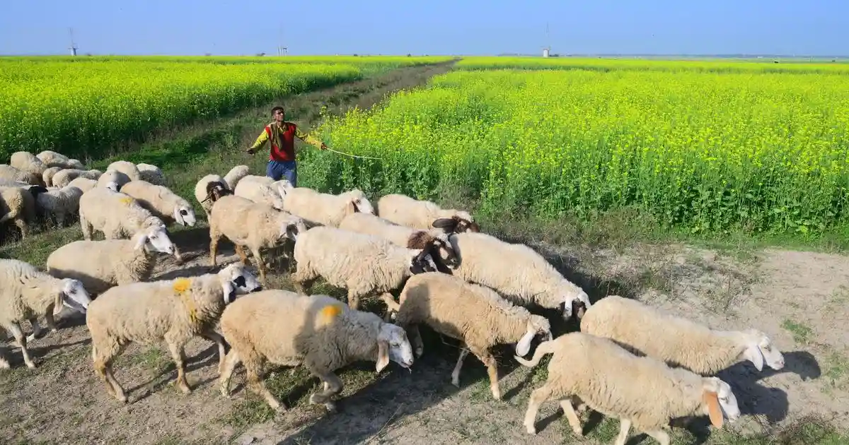 India's wool economy is a reminder that trade policy is rarely linear. In the late 1980s, India had one of the world's largest populations of sheep and a wool