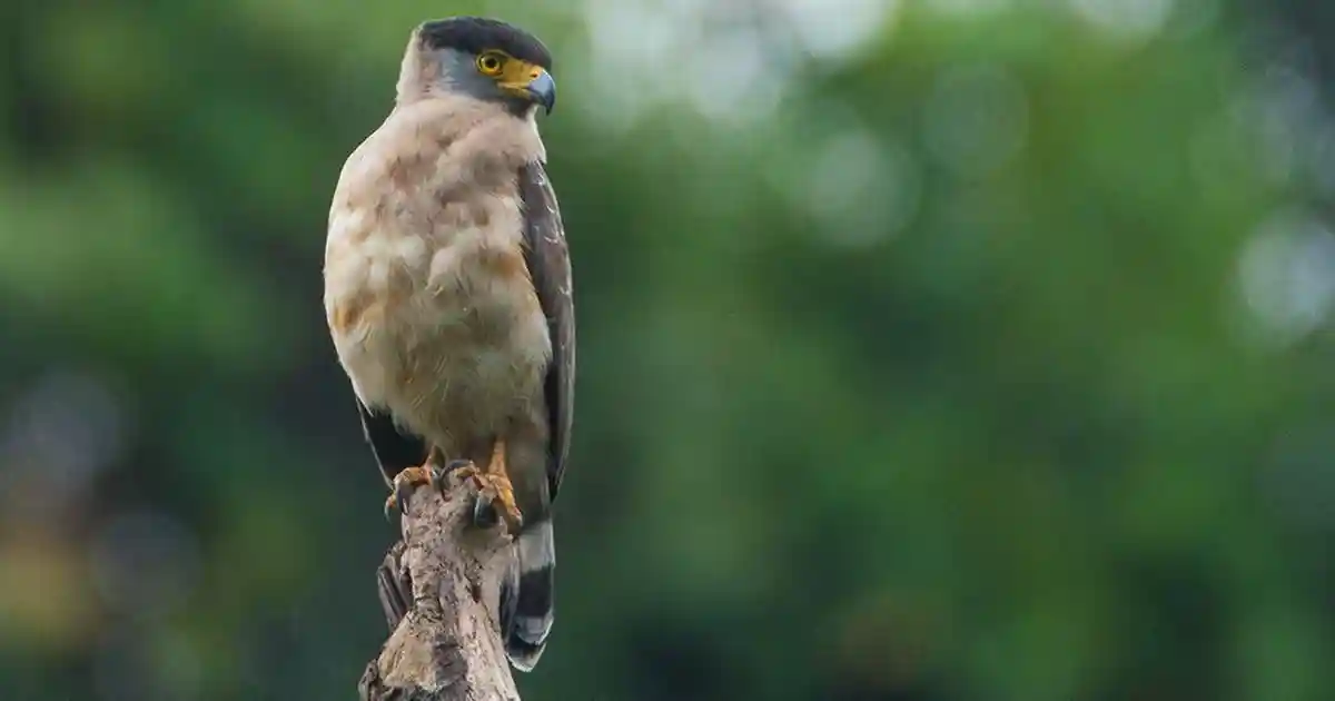 Why is India pushing ahead with Great Nicobar project despite disastrous environmental costs