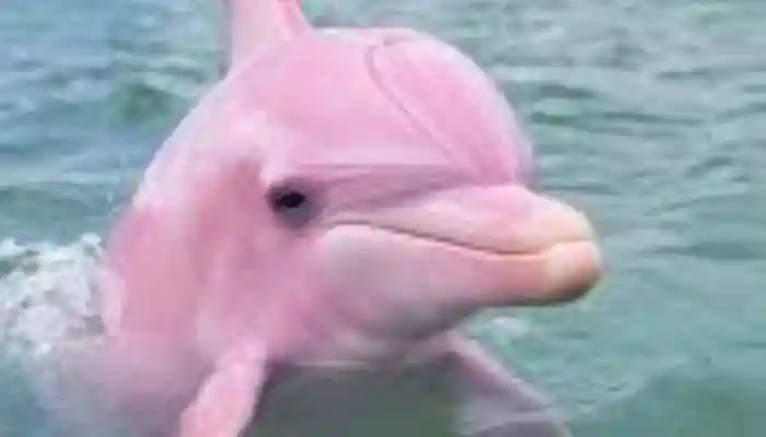 This rare freshwater mammal has fascinated scientists, photographers, and local communities for centuries. Its striking color raises an obvious question: why