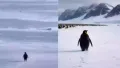 A lone penguin's slow walk across the ice has taken over social media, giving rise to the viral “Nihilist Penguin” meme