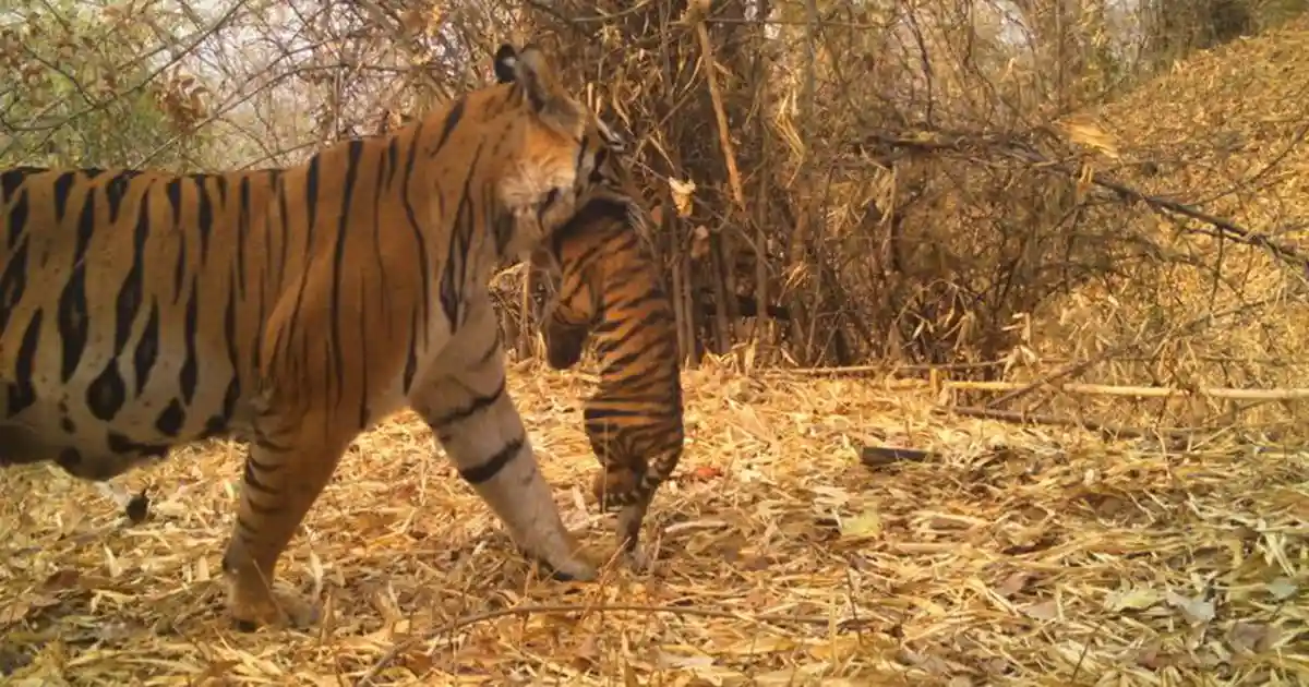 In 2018, a young tigress stopped appearing on camera traps in Bandhavgarh Tiger Reserve in Madhya Pradesh. There was no official report of conflict as well as