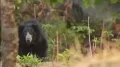 <b>Haridwar:</b> A 43-year-old woman was injured after a bear attacked her while she was collecting fodder in her agricultural field in the