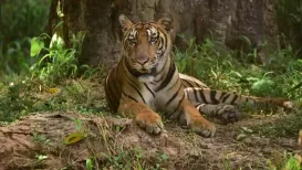 A woman accused of being one of the world's most wanted traffickers of tiger body parts has been arrested in India, officials have said. Yangchen Lachungpa