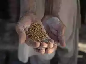 World food prices extend fall in December