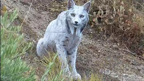 World’s first rare white Iberian lynx spotted in southern Spain 