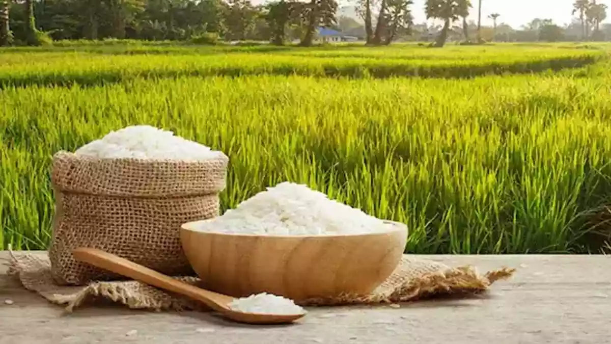 Your Daily Plate Of Basmati Rice Might Be Healthier Than You Think