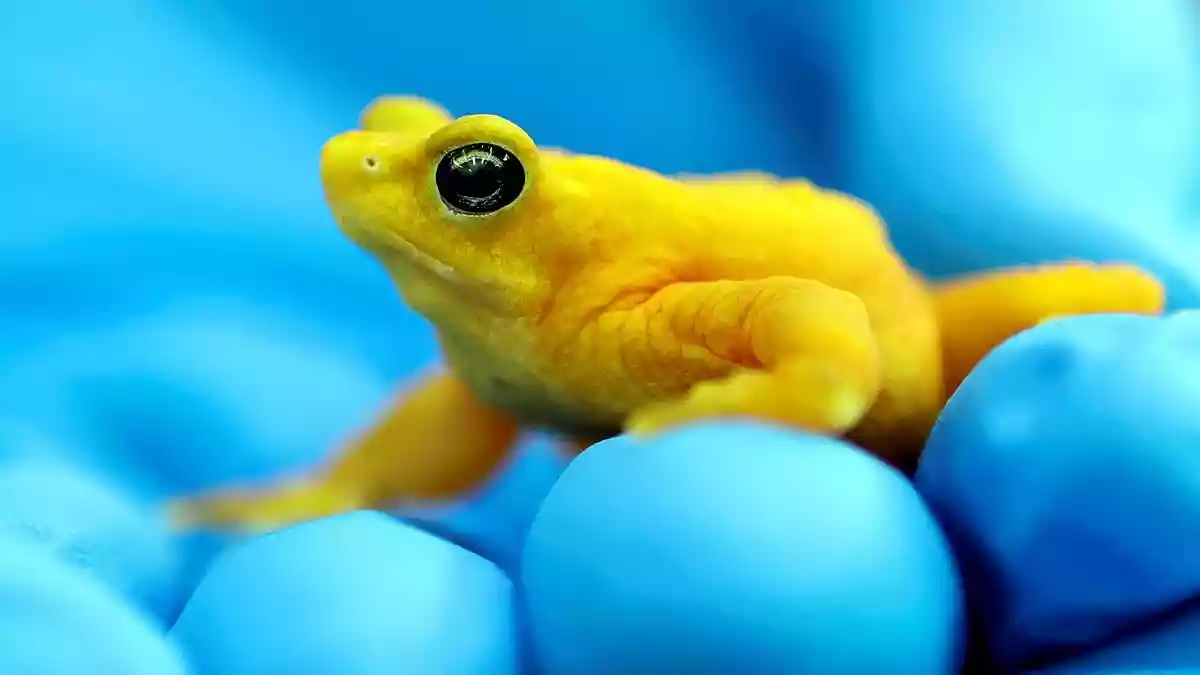 पनामा का सुनहरा मेंढक विलुप्त होने की कगार पर है. 2009 के बाद जंगलों में यह प्रजाति लगभग खत्म हो चुकी है. अब 2026 में वैज्ञानिक लैब में पैदा हुए मेंढकों को जंगलों में वापस छोड़ने की तैयारी कर