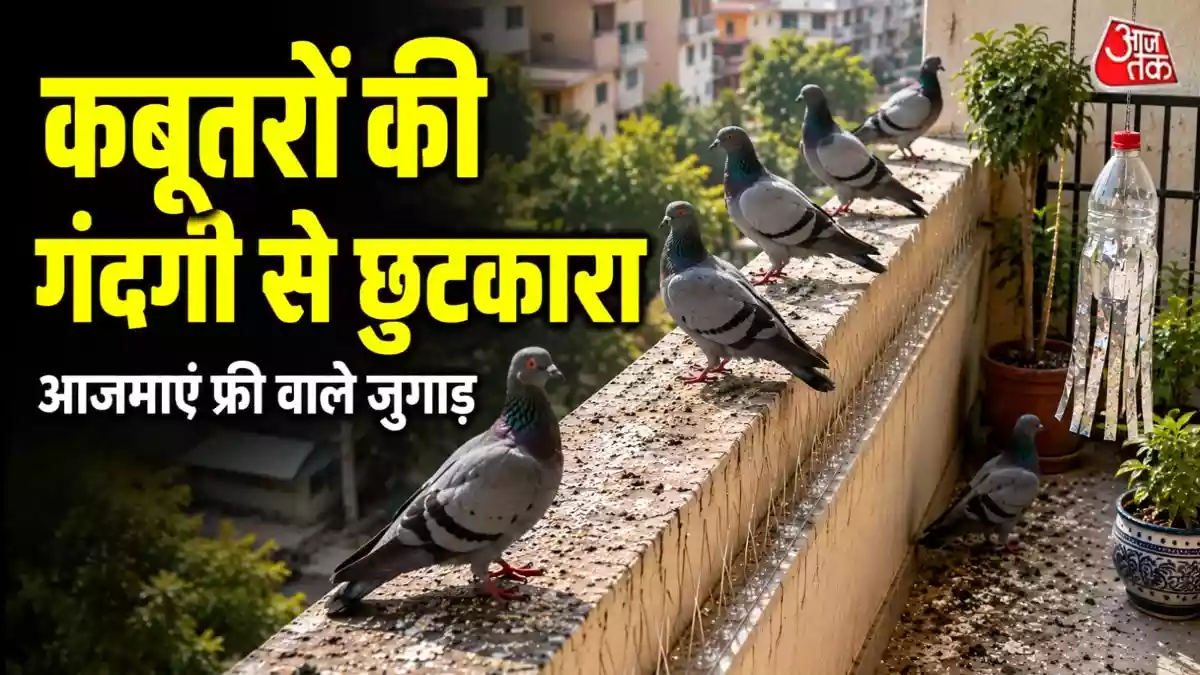 बालकनी में कबूतरों का आना होगा बंद