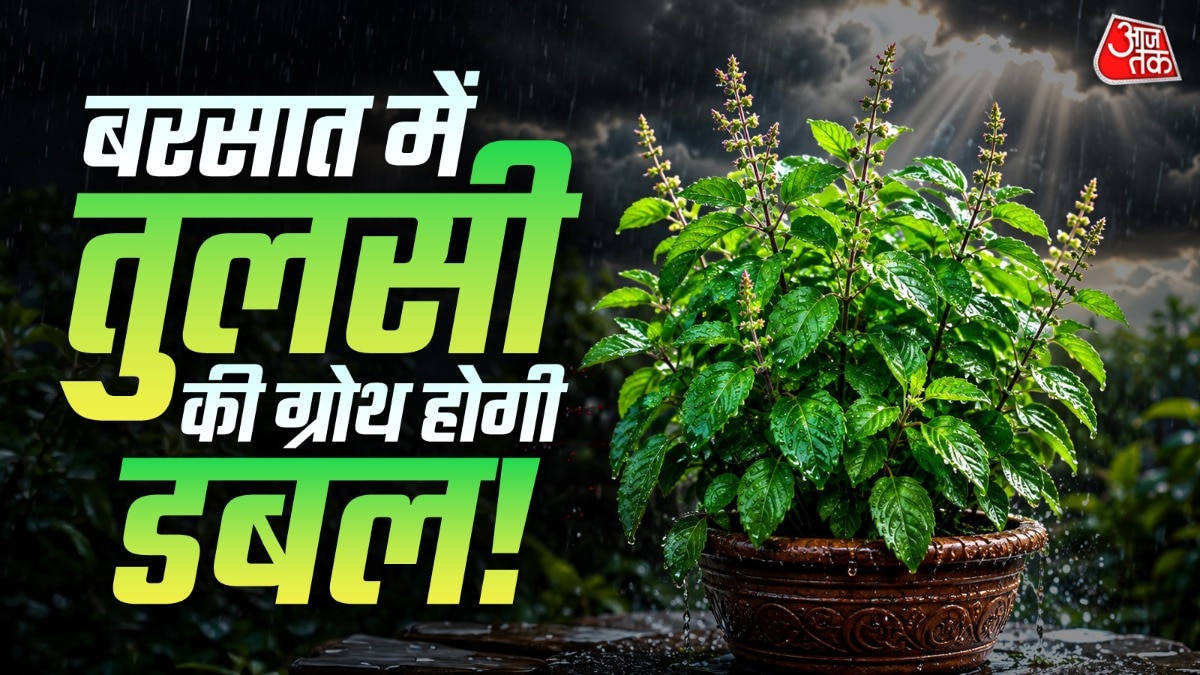 बरसात में तुलसी होगी आम के पेड़ जैसी घनी