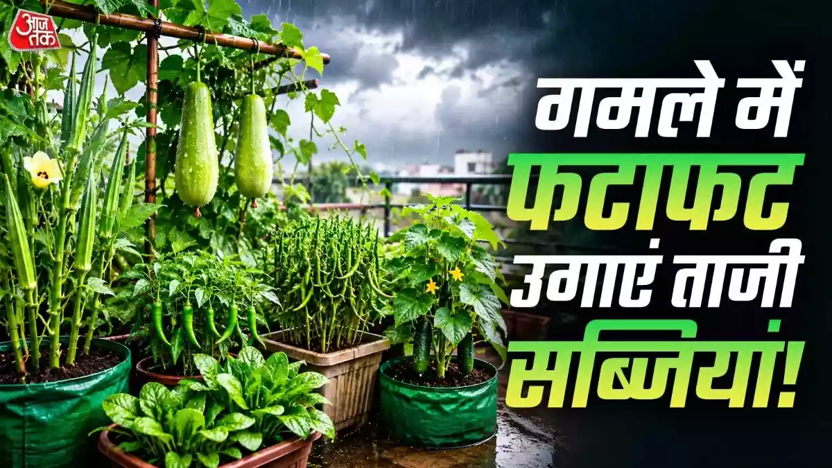 बारिश में लगाएं 6 सब्जियां