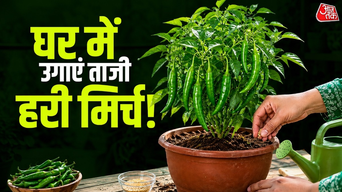बिना बीज गमले में उगाएं हरी मिर्च