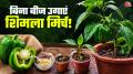 How To Grow Capsicum At Home: घर में रखी शिमला मिर्च के बीज फेंकने की बजाय उनसे गमले में नया पौधा तैयार किया जा सकता है. बारिश का मौसम शिमला मिर्च उगाने के लिए अच्छा समय हो सकता है. जानें घर पर शिमला मिर्च