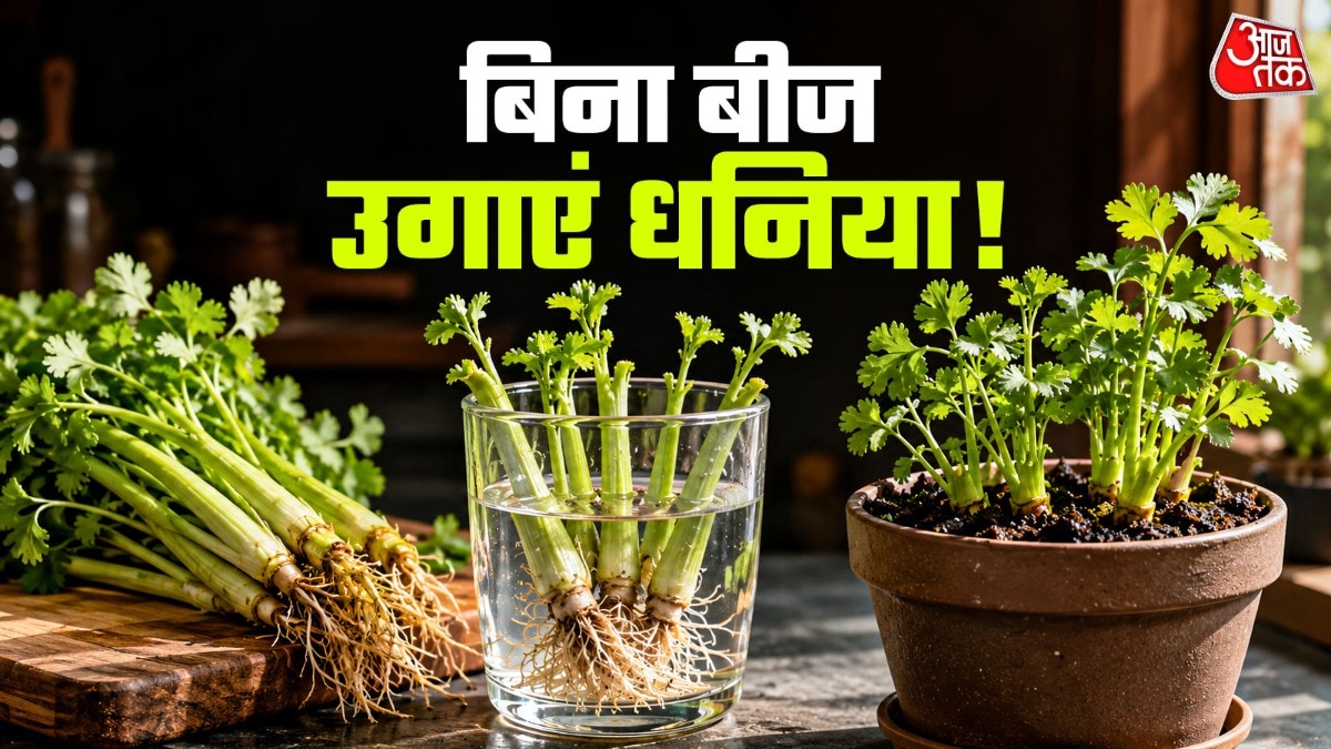 बिना बीज सिर्फ डंठल से उगाएं धनिया